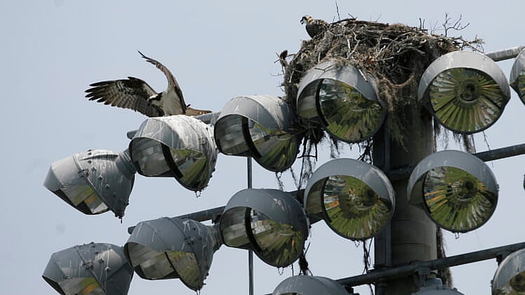 NCAA Baseball: Regional-Miami vs Jacksonville