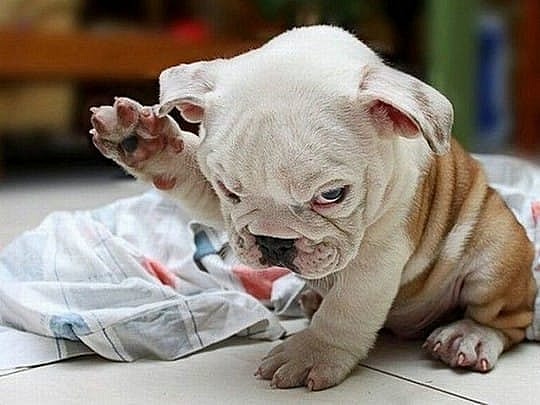 Courtesy of Puppytoob.com