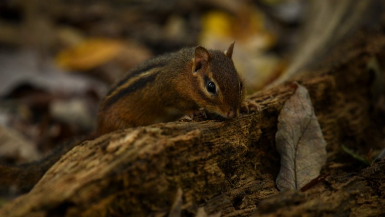 Chipmunk