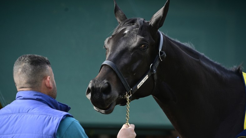 May 12, 2021; Baltimore, MD, USA;  Medina Spirit stands out side the stakes barn after the morning work out at Pimlico Race Course. Mandatory Credit: Tommy Gilligan-USA TODAY Sports