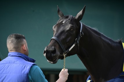 May 12, 2021; Baltimore, MD, USA;  Medina Spirit stands out side the stakes barn after the morning work out at Pimlico Race Course. Mandatory Credit: Tommy Gilligan-USA TODAY Sports