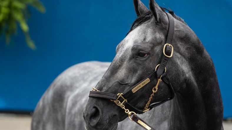 Kentucky Derby favorite Essential Quality is bathed following a morning workout at Churchill Downs.  Essential Quality is trained by Brad Cox. April 29, 2021

Af5i9283