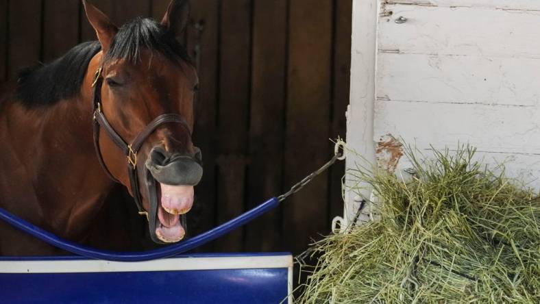 Kentucky Derby contender Practical Move inside his stall on Monday at Churchill Downs Monday morning May 1, 2023, in Louisville, Ky. May 6, 2023. The colt is trained by Tim Yakteen.

2023 Kentucky Derby Horses