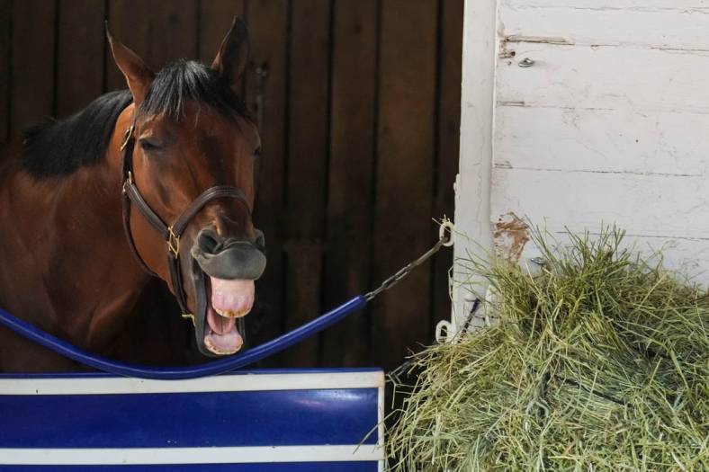 Kentucky Derby contender Practical Move inside his stall on Monday at Churchill Downs Monday morning May 1, 2023, in Louisville, Ky. May 6, 2023. The colt is trained by Tim Yakteen.

2023 Kentucky Derby Horses