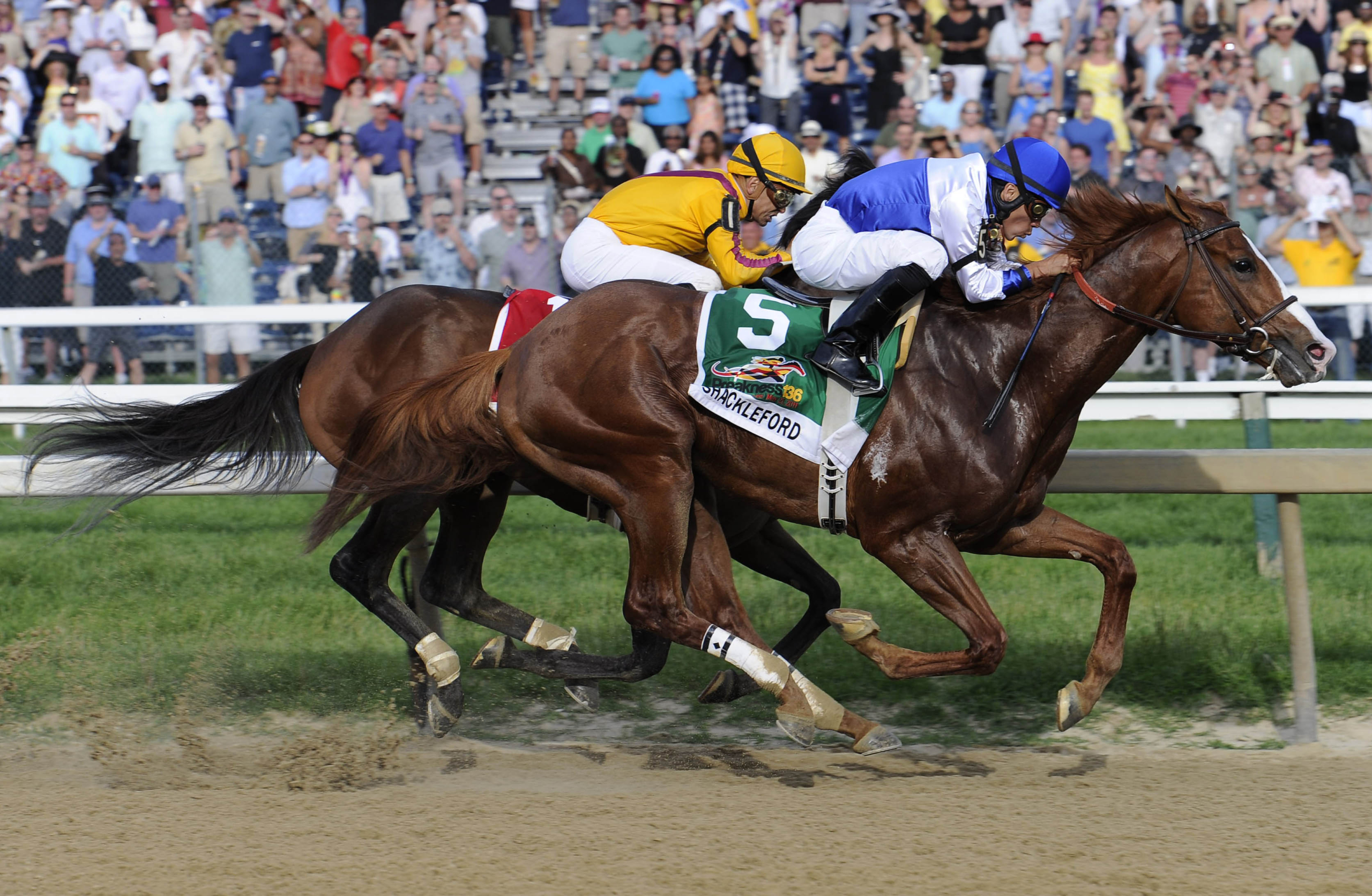 Shackelford Preakness Stakes