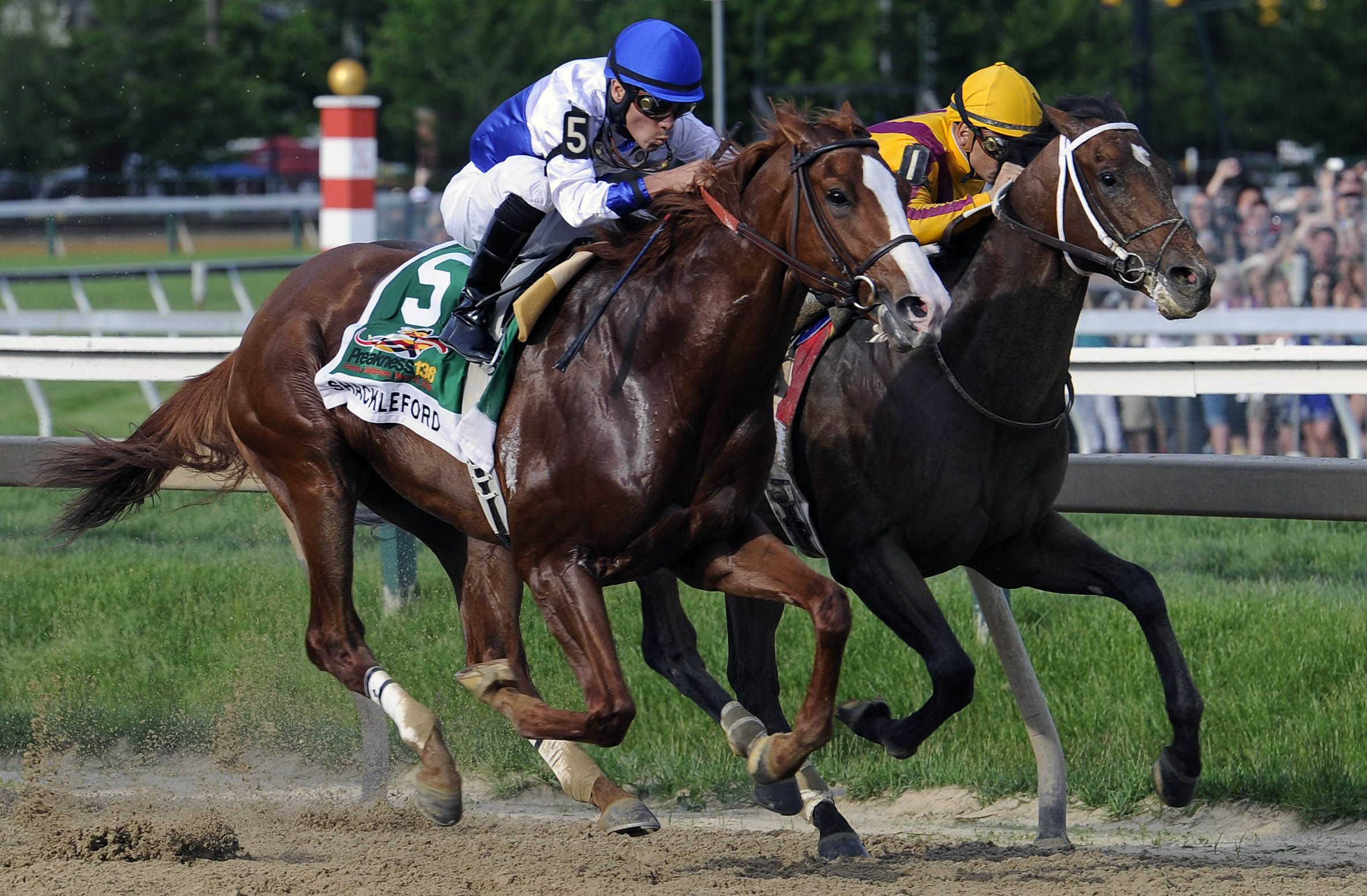 Shackleford Preakness Stakes