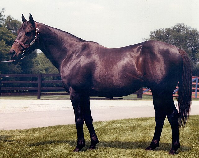 Seattle Slew Kentucky Derby