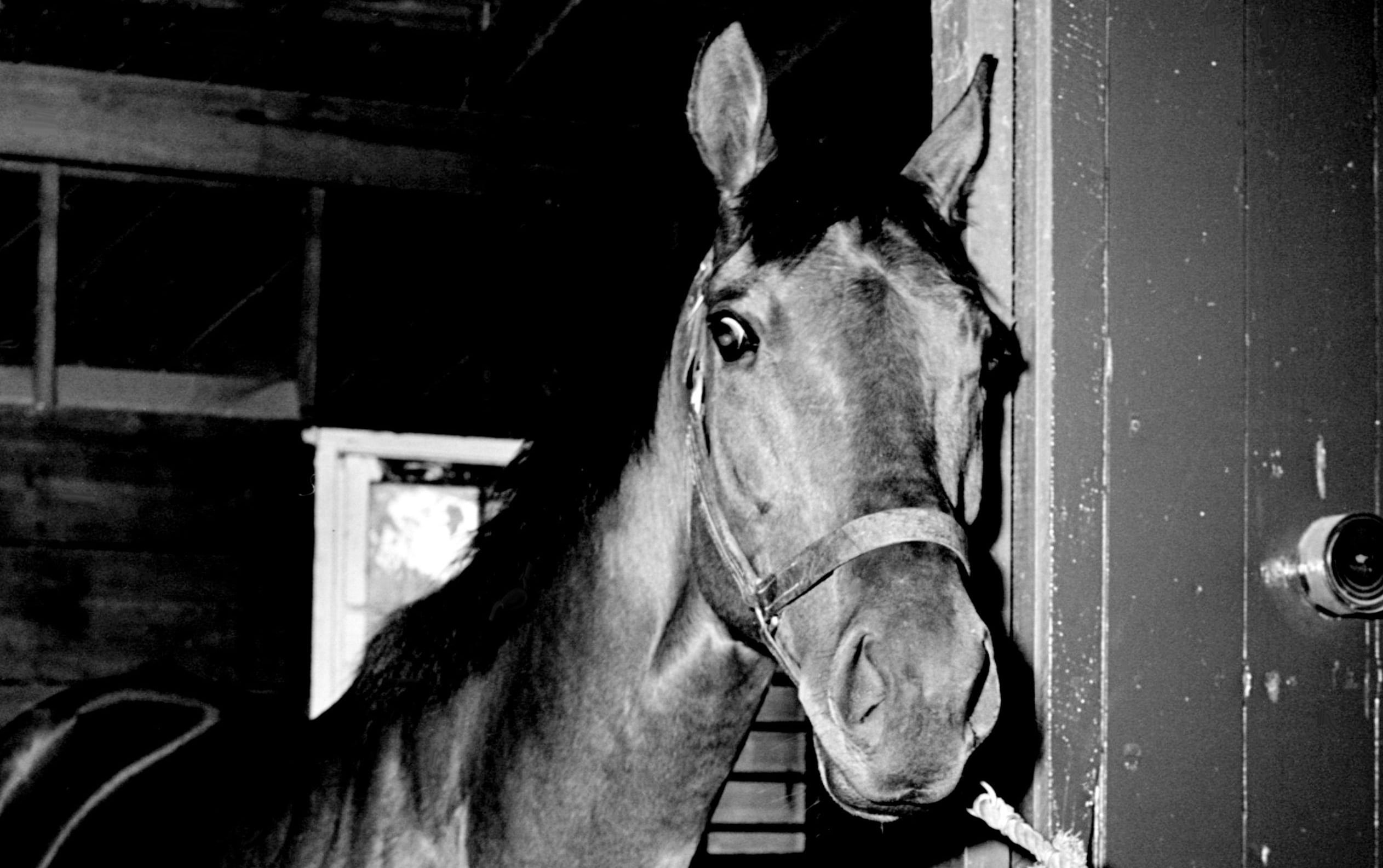 Display Preakness Stakes