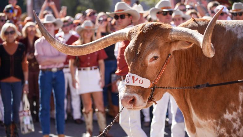 Bevo XV, Texas Longhorns