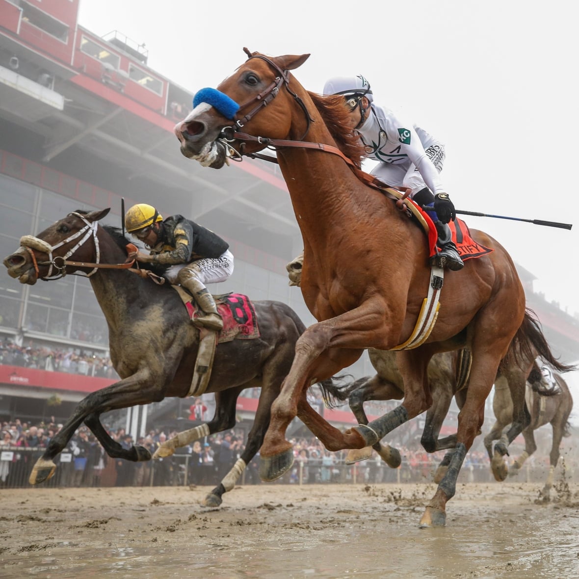 preakness stakes horses
